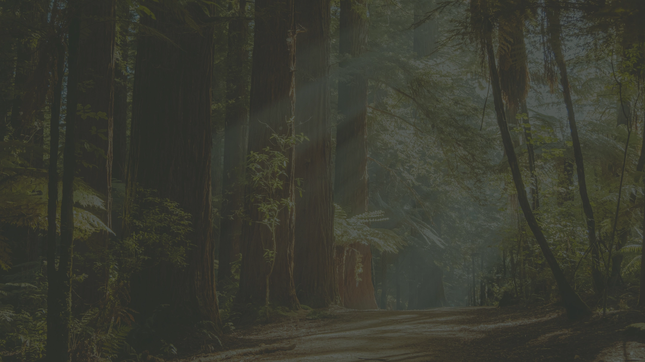 Misty forest road winding through tall dark trees in atmospheric fog